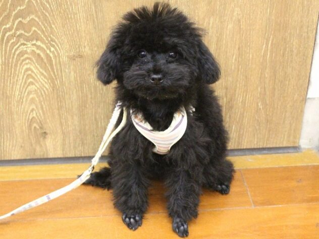 兵庫県のトイプードル(トイ) (ペット・プラザ アミーゴ明石魚住店/2025年7月17日生まれ/女の子/ブラック)の子犬の1枚目の画像