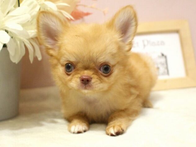 兵庫県のチワワ(ロング) (ペット・プラザ アミーゴ尼崎昭和通店/2025年5月31日生まれ/女の子/クリーム)の子犬の2枚目の画像