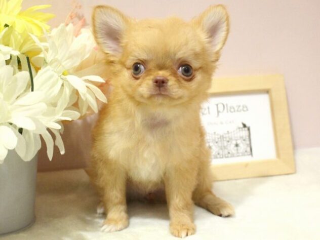 兵庫県のチワワ(ロング) (ペット・プラザ アミーゴ尼崎昭和通店/2025年5月31日生まれ/女の子/クリーム)の子犬の3枚目の画像