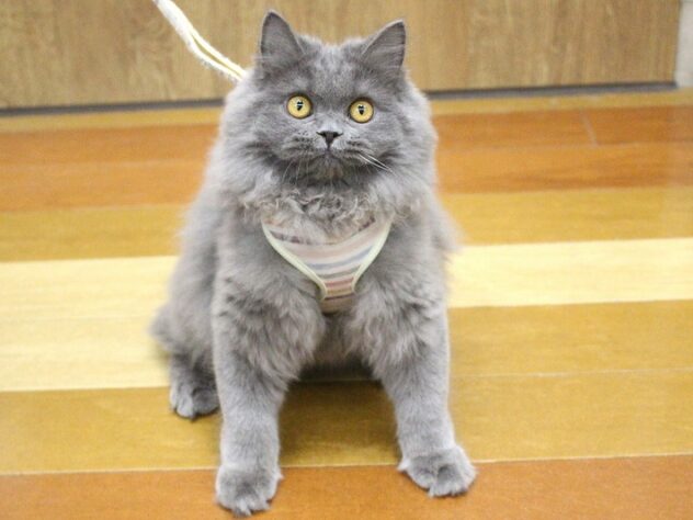 兵庫県のブリティッシュロングヘアー (ペット・プラザ アミーゴ明石魚住店/2025年5月12日生まれ/女の子/ブルー)の子猫の1枚目の画像