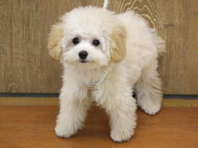 兵庫県のトイプードル(トイ) (ペット・プラザ アミーゴ明石魚住店/2025年7月5日生まれ/男の子/アプリコット)の子犬の1枚目の画像