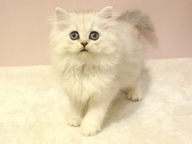 兵庫県のペルシャ (ペット・プラザ アミーゴ明石魚住店/2025年8月29日生まれ/女の子/チンチラシルバー)の子猫の1枚目の画像