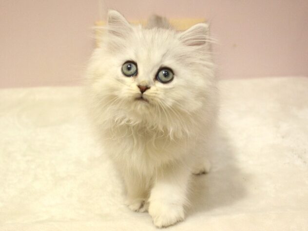 兵庫県のペルシャ (ペット・プラザ アミーゴ明石魚住店/2025年8月29日生まれ/女の子/チンチラシルバー)の子猫の3枚目の画像