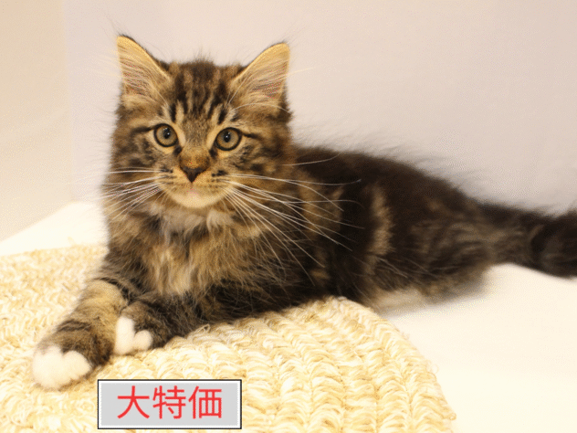 大阪府のサイベリアン (ペット・プラザ アミーゴ箕面店/2025年7月26日生まれ/男の子/ブラウンクラシックタビー)の子猫の1枚目の画像