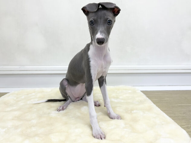 福島県のイタリアングレーハウンド (アミーゴ郡山南店/2025年7月27日生まれ/女の子/ブルーホワイト)の子犬