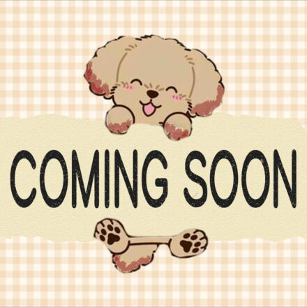 大阪府のサイベリアン (アミーゴ鳳店/2025年7月17日生まれ/女の子/ブルーマッカレルタビー)の子猫