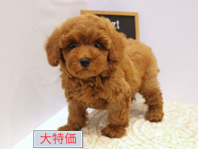 大阪府のトイプードル(トイ) (ペット・プラザ アミーゴ箕面店/2025年8月31日生まれ/女の子/レッド)の子犬の1枚目の画像