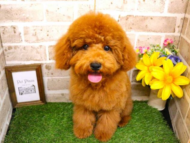 兵庫県のトイプードル(トイ) (ペット・プラザ アミーゴ神戸西店/2025年7月7日生まれ/男の子/レッドフォーン)の子犬の1枚目の画像