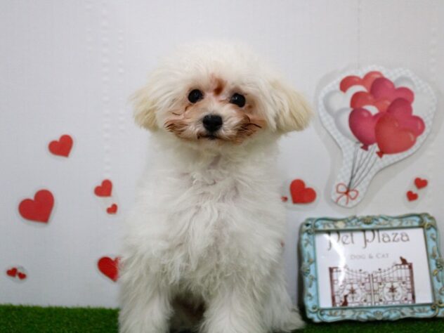 兵庫県のトイプードル(トイ) (ペット・プラザ アミーゴ尼崎昭和通店/2025年8月31日生まれ/女の子/ホワイト)の子犬の1枚目の画像