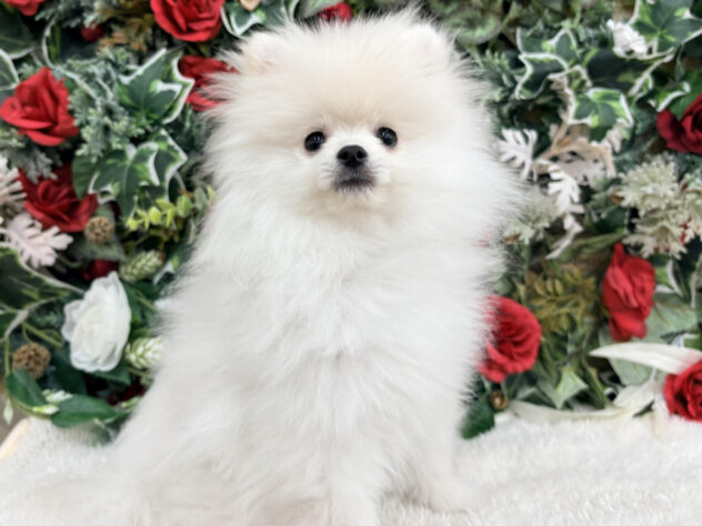 福島県のポメラニアン (アミーゴ郡山南店/2025年7月29日生まれ/男の子/クリーム)の子犬