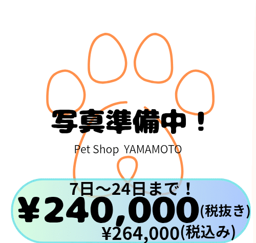 岡山県のラグドール (アミーゴ中庄店/2025年8月20日生まれ/男の子/シールポイントバイカラー)の子猫