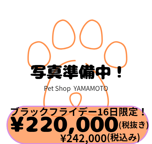 岡山県のラグドール (アミーゴ中庄店/2025年8月20日生まれ/男の子/シールポイントバイカラー)の子猫