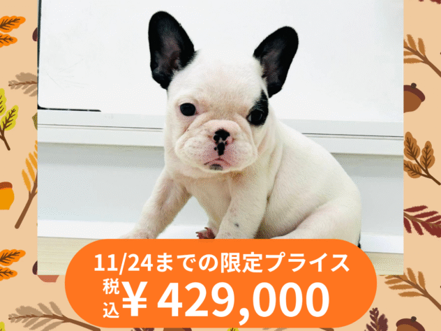 岡山県のフレンチブルドッグ (アミーゴ水島店/2025年8月2日生まれ/女の子/パイド)の子犬の1枚目の画像