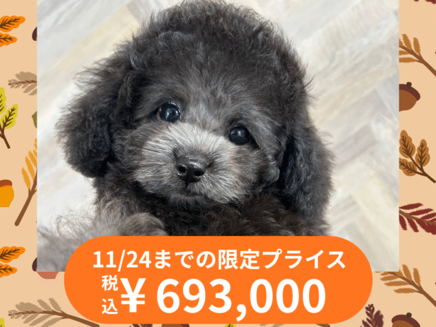 岡山県のトイプードル(トイ) (アミーゴ水島店/2025年8月14日生まれ/女の子/シルバー)の子犬