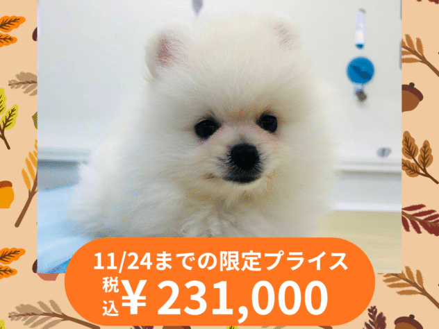 岡山県のポメラニアン (アミーゴ水島店/2025年8月3日生まれ/男の子/ホワイト)の子犬の1枚目の画像
