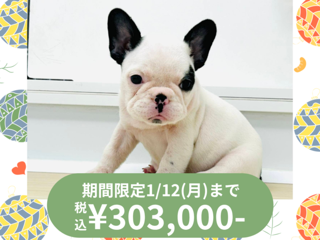 岡山県のフレンチブルドッグ (アミーゴ水島店/2025年8月2日生まれ/女の子/パイド)の子犬の1枚目の画像