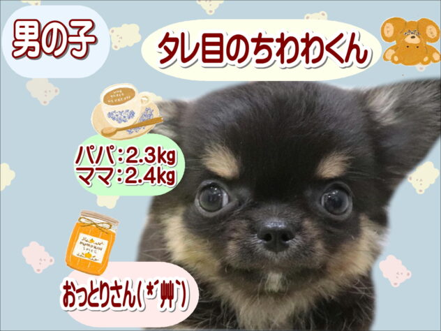 大阪府のチワワ(ロング) (アミーゴ鳳店/2025年9月9日生まれ/男の子/ブラックタン)の子犬の1枚目の画像