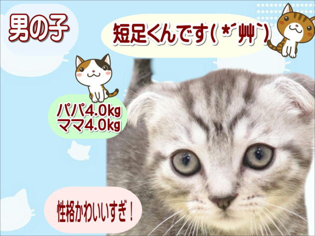 大阪府のマンチカン (アミーゴ鳳店/2025年9月4日生まれ/男の子/シルバータビー　ショート)の子猫の1枚目の画像