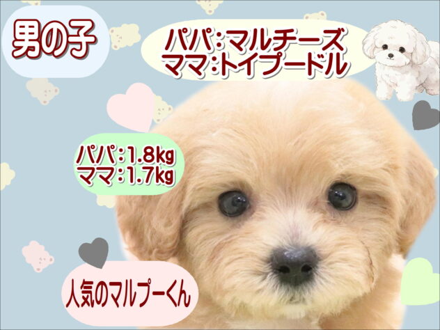 大阪府のハーフ犬・ミックス犬 (アミーゴ鳳店/2025年9月8日生まれ/男の子/クリーム)の子犬の1枚目の画像