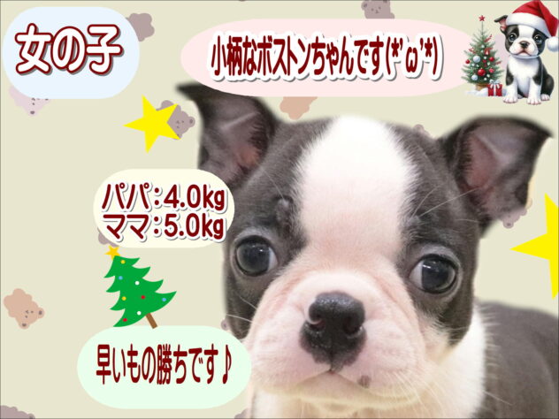 大阪府のボストンテリア (アミーゴ鳳店/2025年9月8日生まれ/女の子/ボストンカラー)の子犬の1枚目の画像