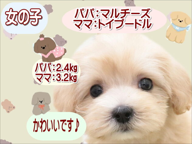 大阪府のハーフ犬・ミックス犬 (アミーゴ鳳店/2025年9月8日生まれ/女の子/クリーム)の子犬の1枚目の画像