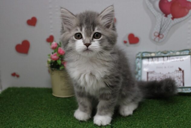 兵庫県のラガマフィン (ペット・プラザ アミーゴ尼崎昭和通店/2025年9月13日生まれ/女の子/ブルータビーホワイト)の子猫の1枚目の画像