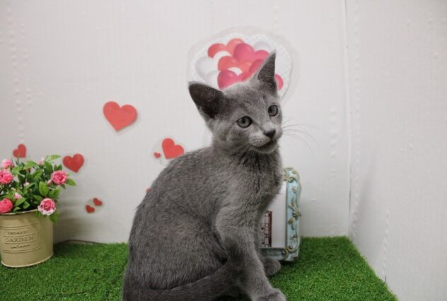 兵庫県のロシアンブルー (ペット・プラザ アミーゴ尼崎昭和通店/2025年9月15日生まれ/女の子/ブルー)の子猫の1枚目の画像