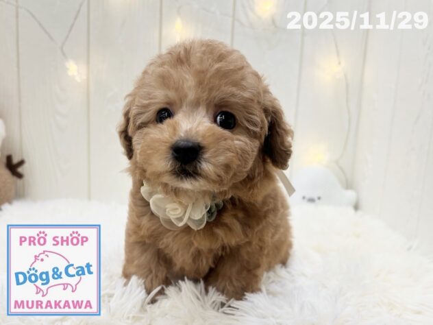 広島県のトイプードル(トイ) (アミーゴ大町店/2025年9月30日生まれ/男の子/オレンジフォーン)の子犬の2枚目の画像