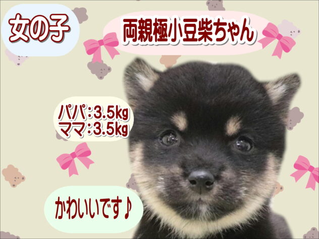 大阪府の豆柴 (アミーゴ鳳店/2025年9月28日生まれ/女の子/黒)の子犬の1枚目の画像