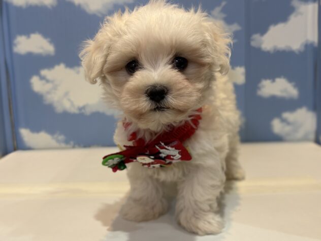 山形県のハーフ犬・ミックス犬 (アミーゴ山形南店/2025年9月6日生まれ/女の子/ホワイト)の子犬