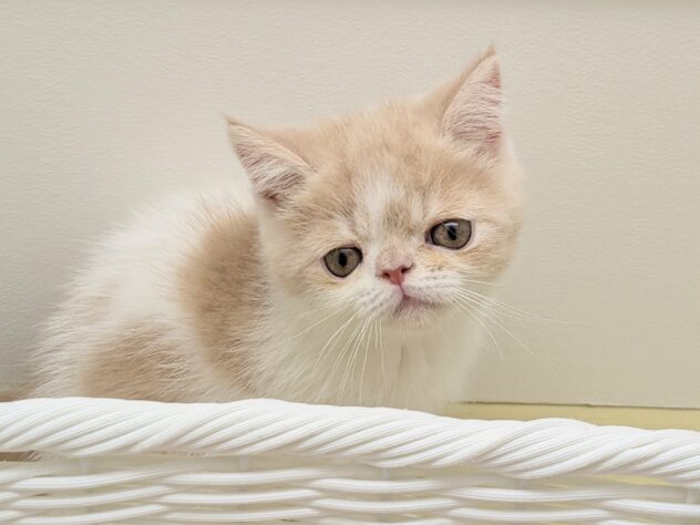 福島県のエキゾチックショートヘアー (アミーゴ会津若松店/2025年9月10日生まれ/男の子/クリームタビーホワイト)の子猫の3枚目の画像