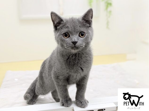 福島県のブリティッシュショートヘアー (アミーゴ会津若松店/2025年7月27日生まれ/男の子/ブルー)の子猫