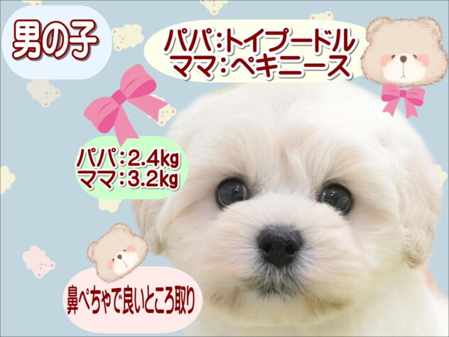 大阪府のハーフ犬・ミックス犬 (アミーゴ鳳店/2025年9月7日生まれ/男の子/クリーム)の子犬の1枚目の画像