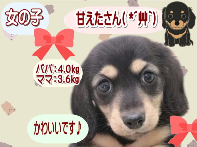 大阪府のミニチュアダックスフンド(ロング) (アミーゴ鳳店/2025年9月29日生まれ/女の子/ブラックイエロー)の子犬の1枚目の画像