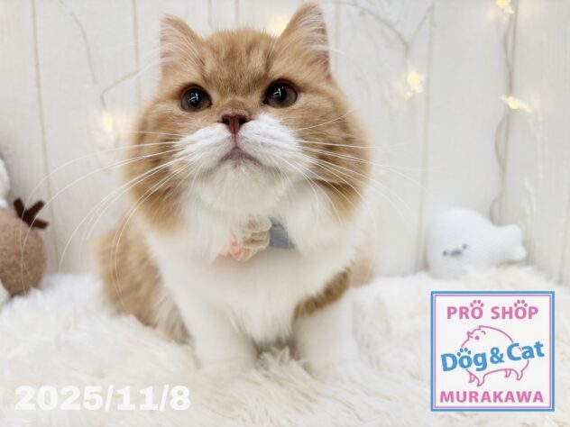 広島県のスコティッシュフォールド (アミーゴ大町店/2025年6月8日生まれ/女の子/レッドタビーホワイト)の子猫の2枚目の画像