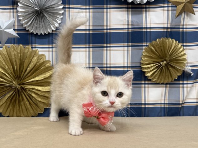 山形県のスコティッシュフォールド (アミーゴ酒田店/2025年8月23日生まれ/女の子/レッドタビーホワイト)の子猫の2枚目の画像