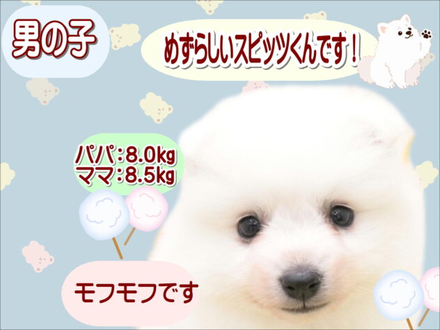 大阪府の日本スピッツ (アミーゴ鳳店/2025年9月28日生まれ/男の子/ホワイト)の子犬の1枚目の画像
