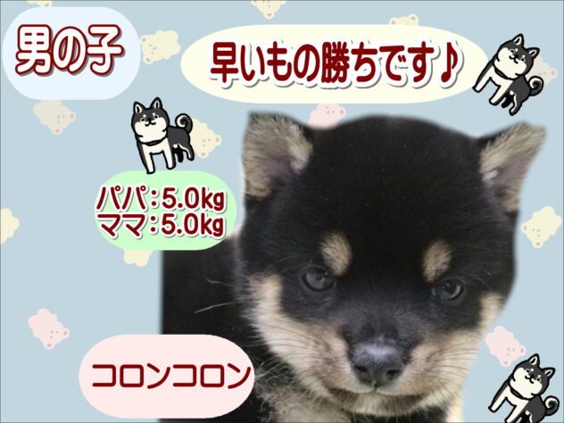 大阪府の豆柴 (アミーゴ鳳店/2025年9月30日生まれ/男の子/黒)の子犬の1枚目の画像