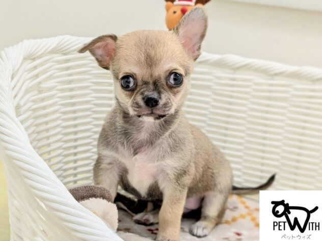 福島県のチワワ(ロング) (アミーゴ会津若松店/2025年9月17日生まれ/男の子/フォーン)の子犬