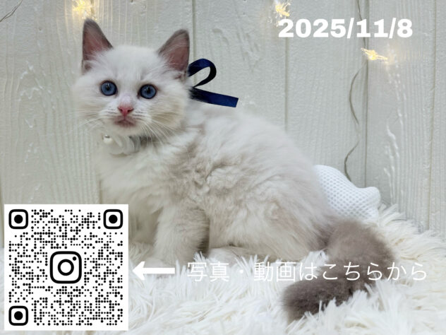 広島県のラグドール (アミーゴ大町店/2025年9月6日生まれ/男の子/ブルーポイントバイカラー)の子猫の3枚目の画像