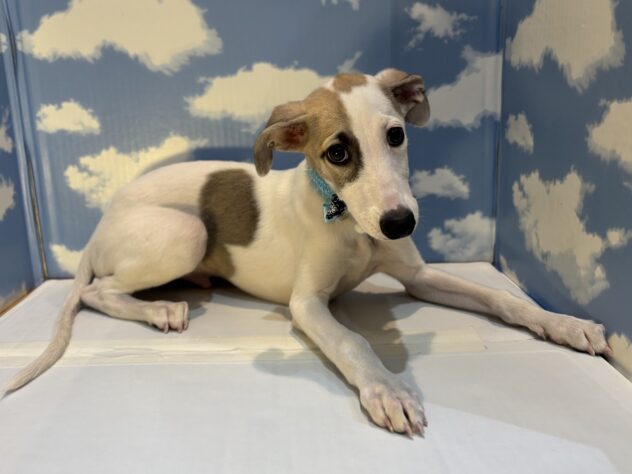 山形県のウィペット (アミーゴ山形南店/2025年8月24日生まれ/女の子/フォーンホワイト)の子犬の1枚目の画像