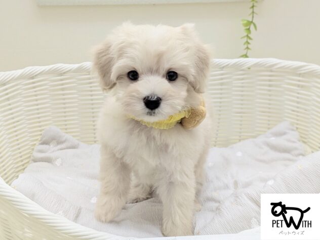 福島県のハーフ犬・ミックス犬 (アミーゴ会津若松店/2025年8月30日生まれ/男の子/アプリコット)の子犬