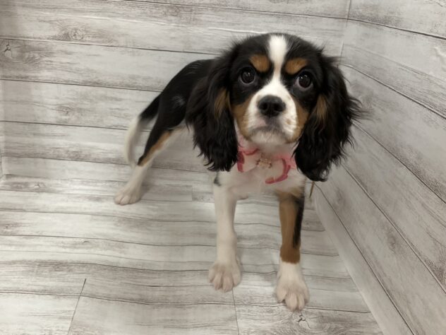 福島県のキャバリアキングチャールズスパニエル (アミーゴ小名浜店/2025年7月22日生まれ/女の子/トライカラー)の子犬