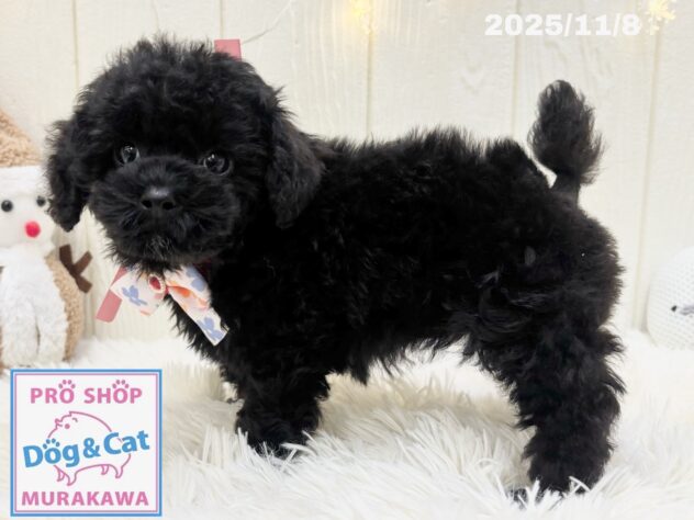 広島県のトイプードル(トイ) (アミーゴ大町店/2025年9月9日生まれ/女の子/ブラック)の子犬の3枚目の画像