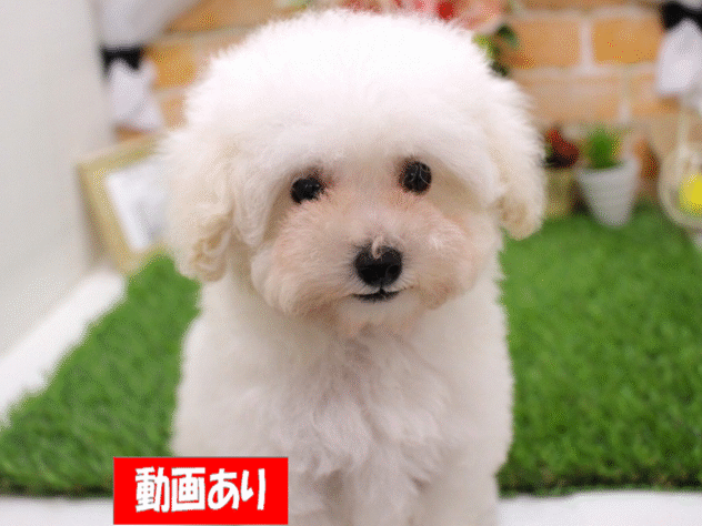 兵庫県のトイプードル(トイ) (ペット・プラザ アミーゴ三田店/2025年9月5日生まれ/女の子/ホワイト)の子犬の1枚目の画像