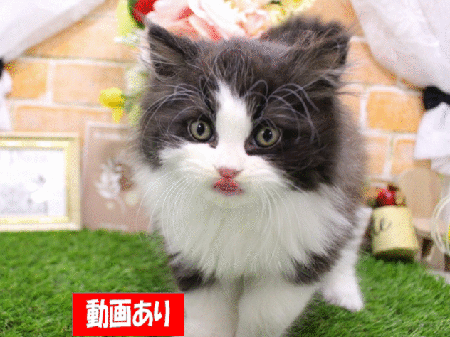 兵庫県のエキゾチック (ペット・プラザ アミーゴ三田店/2025年9月13日生まれ/男の子/ブラックスモーク&ホワイト)の子猫の1枚目の画像