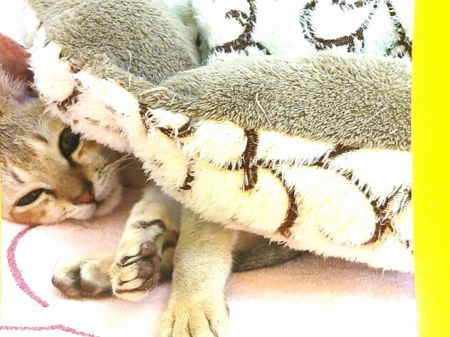 兵庫県のシンガプーラ (ペット・プラザ アミーゴ明石魚住店/2025年7月1日生まれ/男の子/セピアアグーティ)の子猫の4枚目の画像