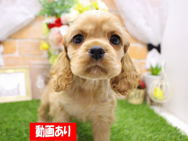 兵庫県のアメリカンコッカースパニエル (ペット・プラザ アミーゴ三田店/2025年9月15日生まれ/男の子/バフ)の子犬の1枚目の画像