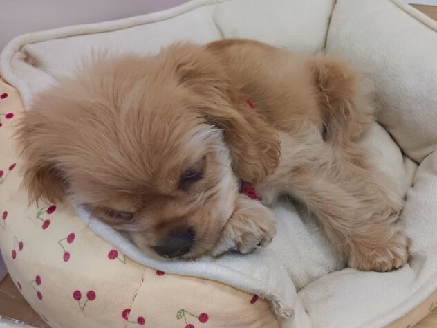 兵庫県のアメリカンコッカースパニエル (ペット・プラザ アミーゴ明石魚住店/2025年7月20日生まれ/女の子/バフ)の子犬の4枚目の画像