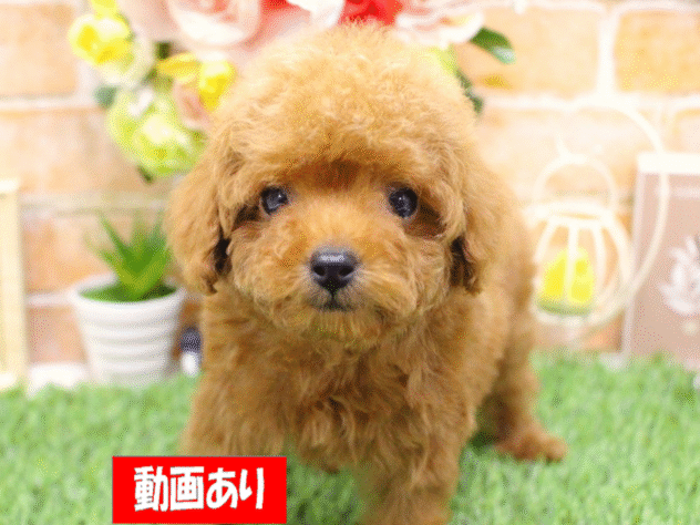 兵庫県のトイプードル(トイ) (ペット・プラザ アミーゴ三田店/2025年9月5日生まれ/男の子/レッドフォーン)の子犬の1枚目の画像